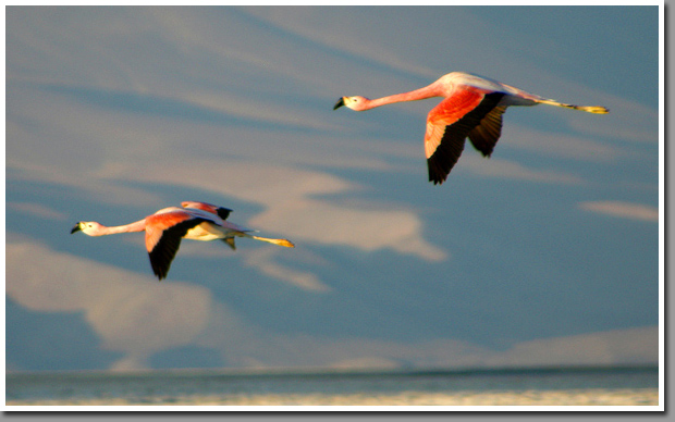 Flamingos over Salar de Pedernales, Cordillera de Domeyko, Atacama Desert, Chile
