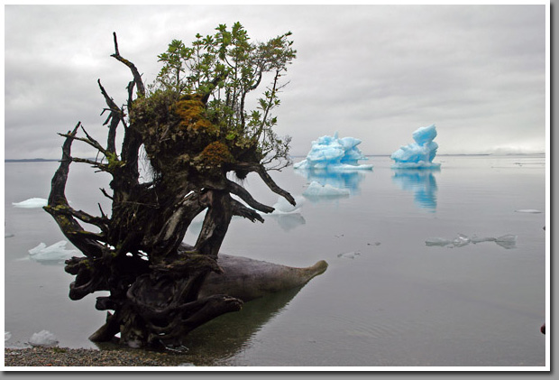 Shores of Istmo Ofqui and Laguna San Rafael glacial fjord, Northern Patagonian Ice Field, Patagonia, Aysen, Chile