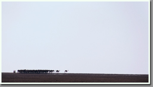 A caravan crossing plains between Jebel Kissu and Jebel Uweinat